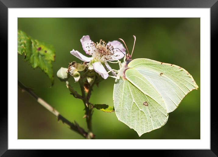 Brimstone on Bramble Framed Mounted Print by Wendy Cooper