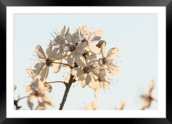 First Blossom Framed Mounted Print by Wendy Cooper
