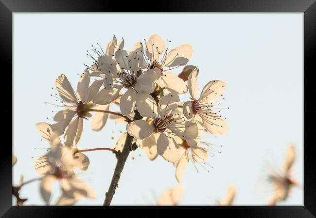 First Blossom Framed Print by Wendy Cooper