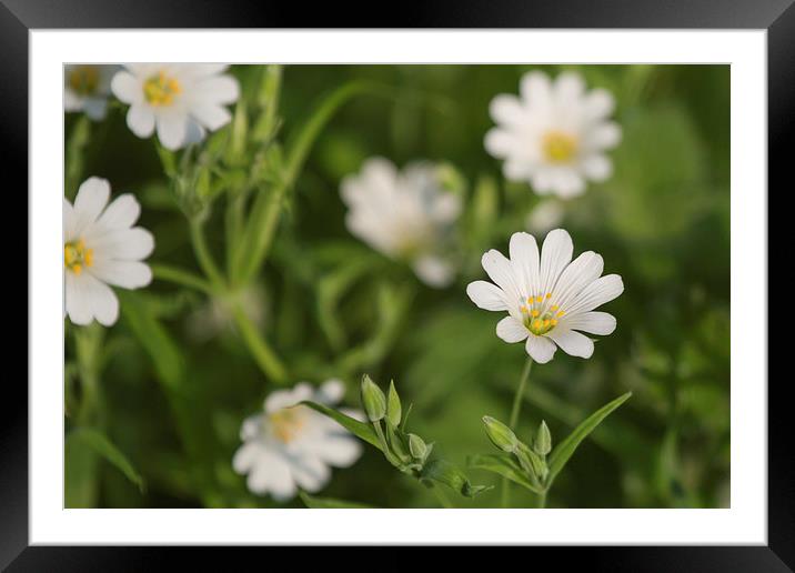 Stitchwort Framed Mounted Print by Wendy Cooper