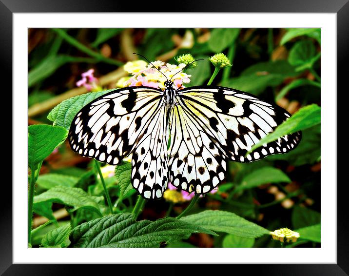 The Common Mime Butterfly. Framed Mounted Print by Jason Williams
