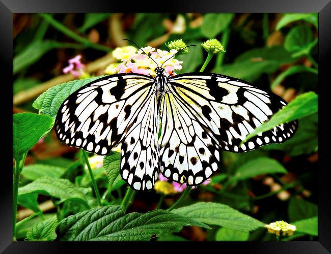 The Common Mime Butterfly. Framed Print by Jason Williams