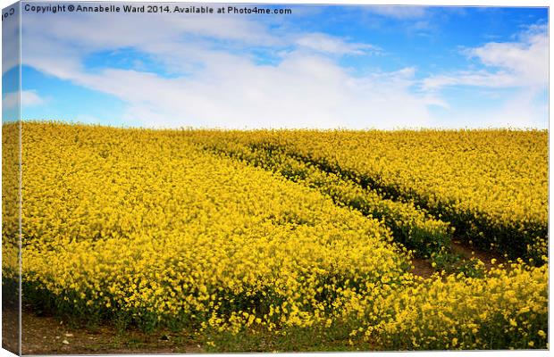 Yellow Field Flowers. Canvas Print by Annabelle Ward
