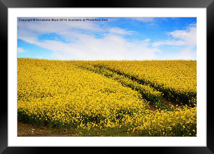 Yellow Field Flowers. Framed Mounted Print by Annabelle Ward