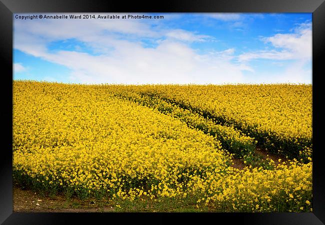 Yellow Field Flowers. Framed Print by Annabelle Ward