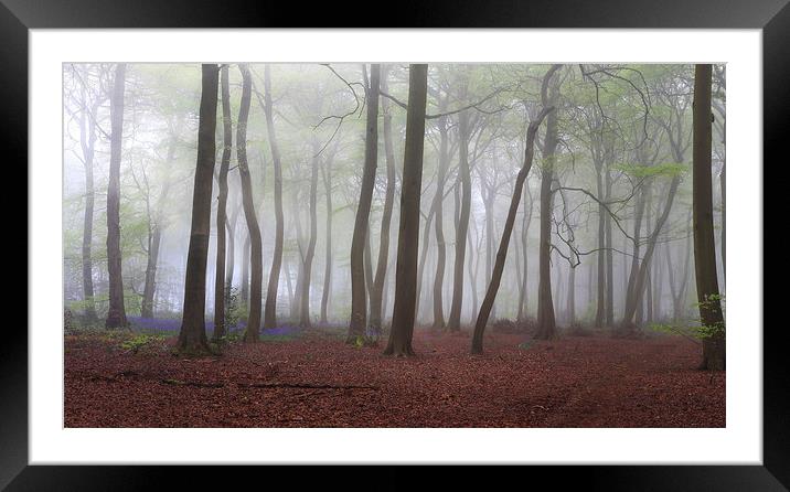Spring Misty Woods Framed Mounted Print by Ceri Jones
