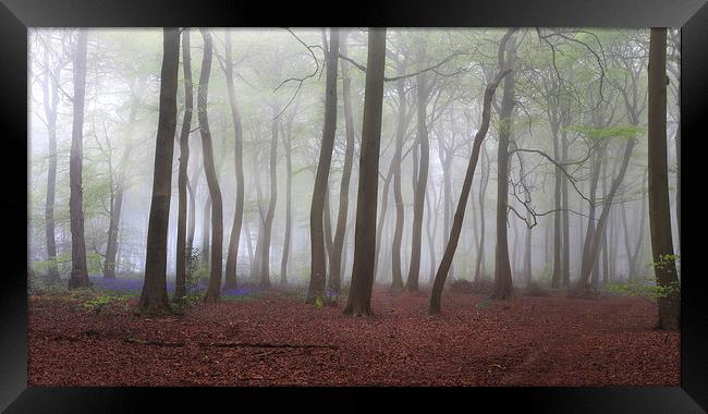 Spring Misty Woods Framed Print by Ceri Jones