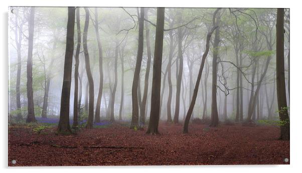 Spring Misty Woods Acrylic by Ceri Jones