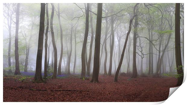 Spring Misty Woods Print by Ceri Jones