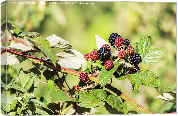 Ripening Blackberries In Sunshine Canvas Print by Graham Prentice