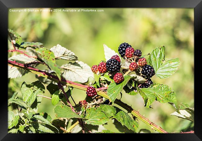 Ripening Blackberries In Sunshine Framed Print by Graham Prentice