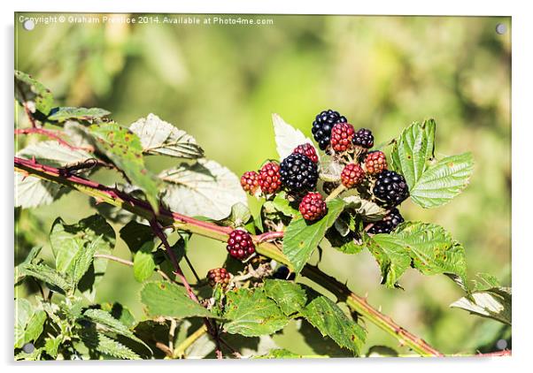 Ripening Blackberries In Sunshine Acrylic by Graham Prentice
