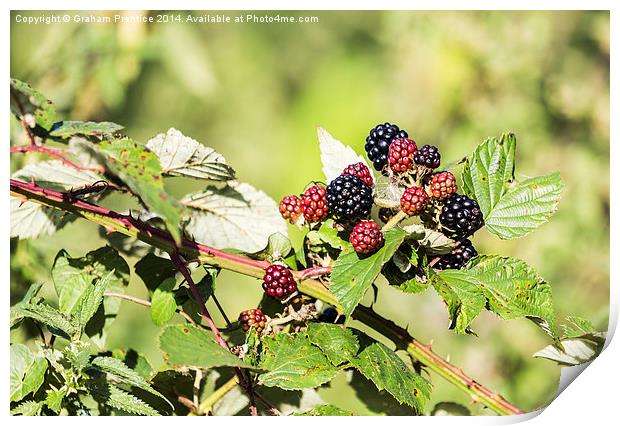 Ripening Blackberries In Sunshine Print by Graham Prentice