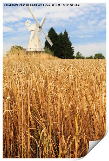Barley and Woodchurch Windmill in Kent Countryside Print by Pearl Bucknall