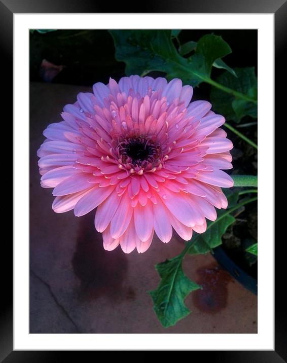 jerbera daisy Framed Mounted Print by shanika peiris