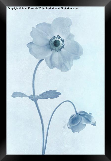 Cyanotype Windflowers Framed Print by John Edwards