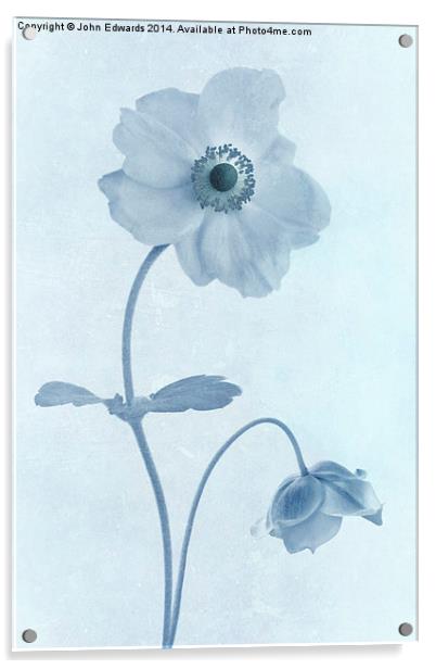 Cyanotype Windflowers Acrylic by John Edwards