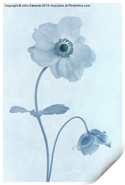 Cyanotype Windflowers Print by John Edwards
