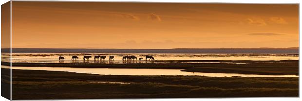 Marsh ponies Canvas Print by Leighton Collins