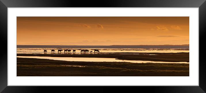 Marsh ponies Framed Mounted Print by Leighton Collins
