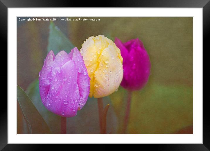 Rainy Day Tulips Framed Mounted Print by Terri Waters