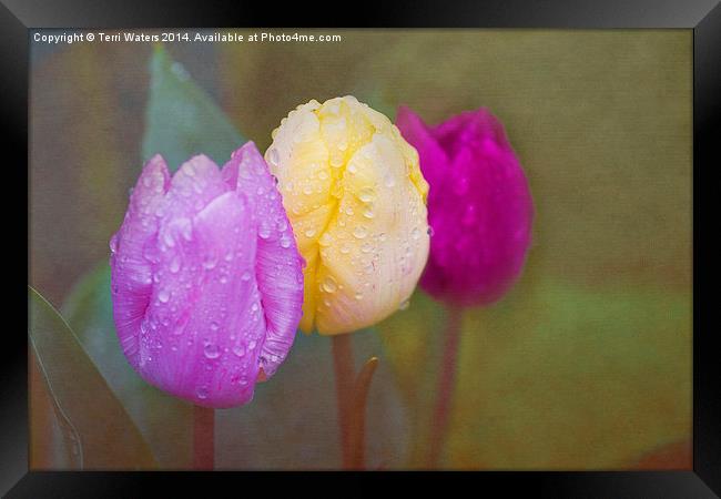 Rainy Day Tulips Framed Print by Terri Waters