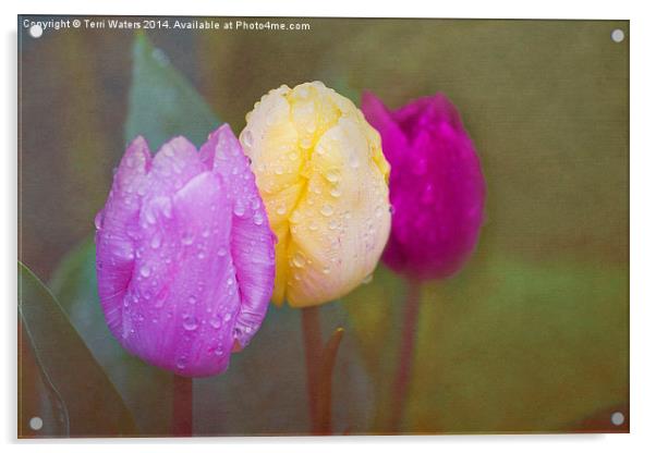 Rainy Day Tulips Acrylic by Terri Waters