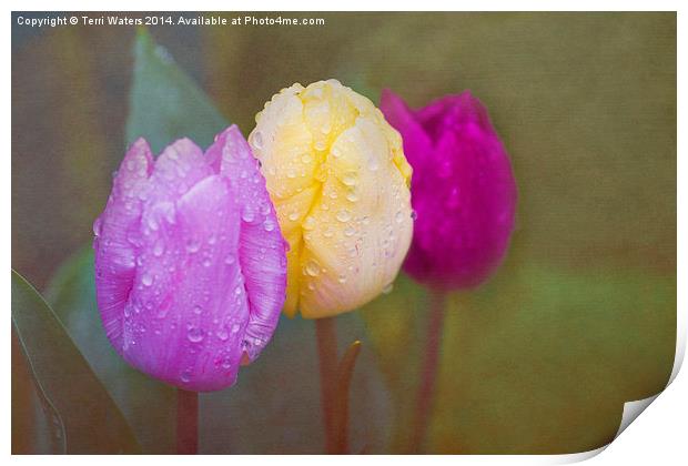 Rainy Day Tulips Print by Terri Waters