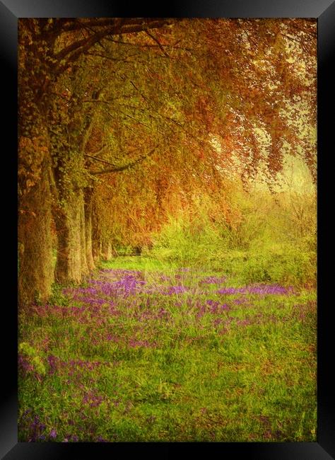 The Bluebell Pathway. Framed Print by Heather Goodwin