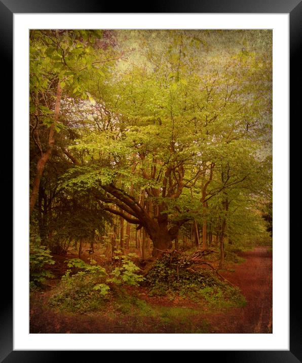 My Old Friend in Spring. Framed Mounted Print by Heather Goodwin