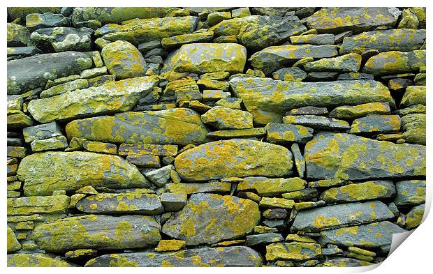 yellow and grey lichen wall Print by Heather Newton