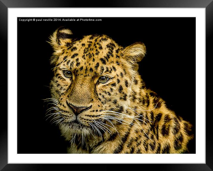 Amur Leopard Framed Mounted Print by paul neville
