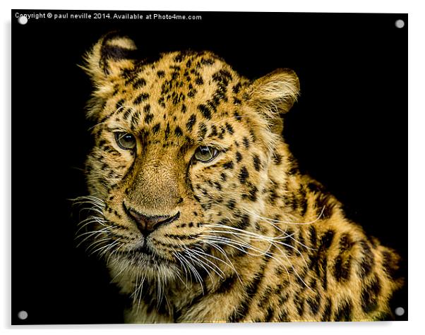 Amur Leopard Acrylic by paul neville