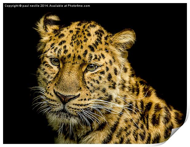 Amur Leopard Print by paul neville