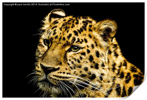 Amur Leopard Print by paul neville