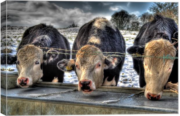 Moove Over Canvas Print by Dave Hayward