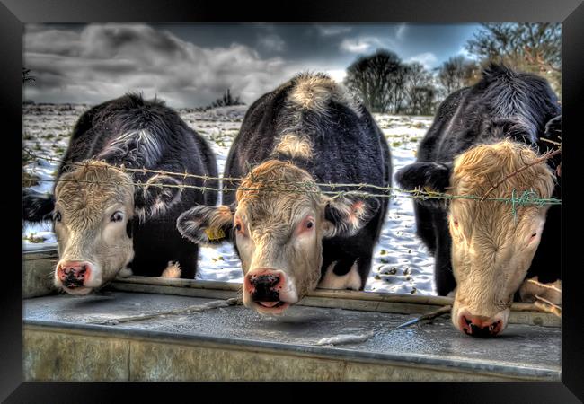 Moove Over Framed Print by Dave Hayward