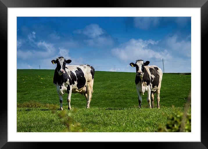 Springtime Dairy Cows Framed Mounted Print by Chris Archer