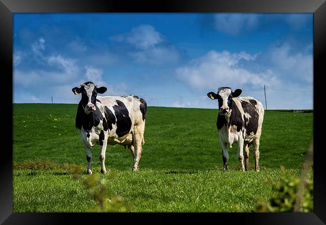 Springtime Dairy Cows Framed Print by Chris Archer