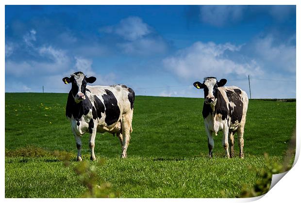 Springtime Dairy Cows Print by Chris Archer