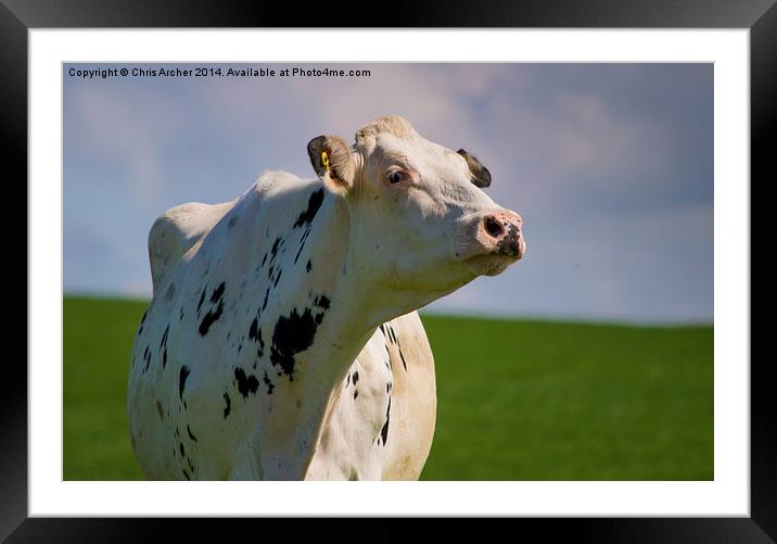 Scottish Dairy Cow Framed Mounted Print by Chris Archer