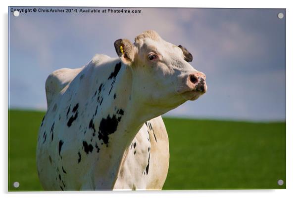 Scottish Dairy Cow Acrylic by Chris Archer