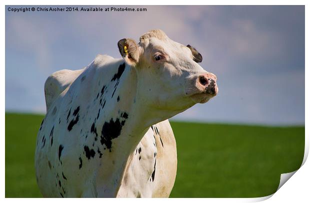 Scottish Dairy Cow Print by Chris Archer