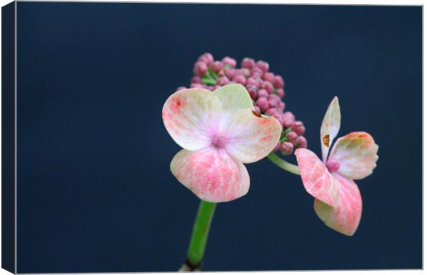 Pink Flower Canvas Print by Rob Seales