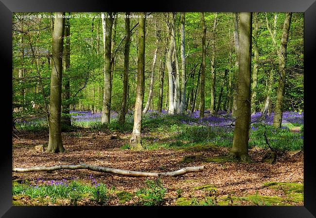 Bluebell Wood Framed Print by Diana Mower