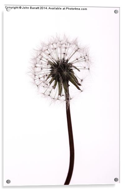 Dandelion Acrylic by John Barratt