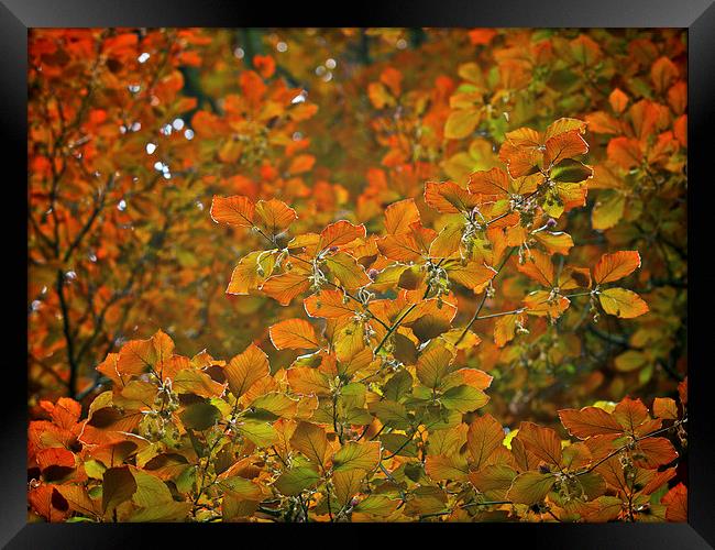 Beech Framed Print by Victor Burnside