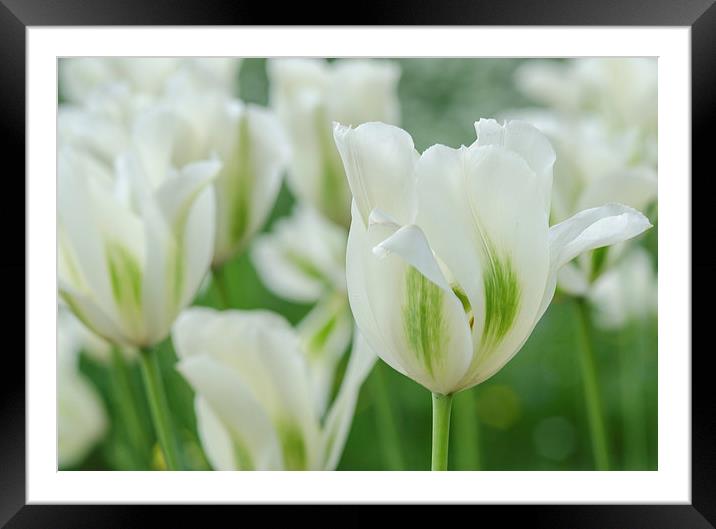 Spring Tulips Framed Mounted Print by LensLight Traveler
