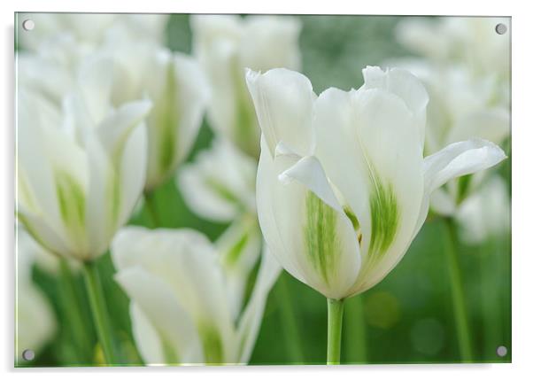 Spring Tulips Acrylic by LensLight Traveler