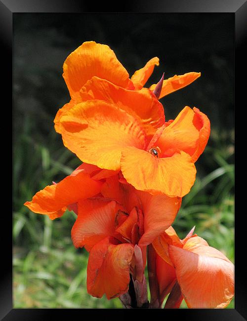 Orange iris Framed Print by Ruth Hallam